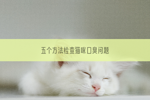 五个方法检查猫咪口臭问题