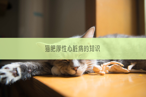 猫肥厚性心脏病的知识