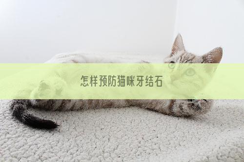 怎样预防猫咪牙结石