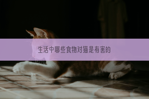 生活中哪些食物对猫是有害的