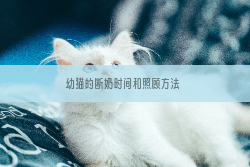 幼猫的断奶时间和照顾方法 