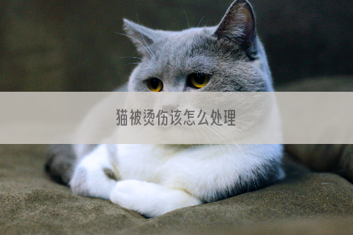 猫被烫伤该怎么处理