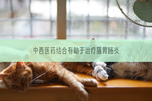 中西医药结合有助于治疗猫胃肠炎