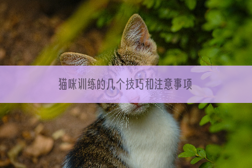 猫咪训练的几个技巧和注意事项