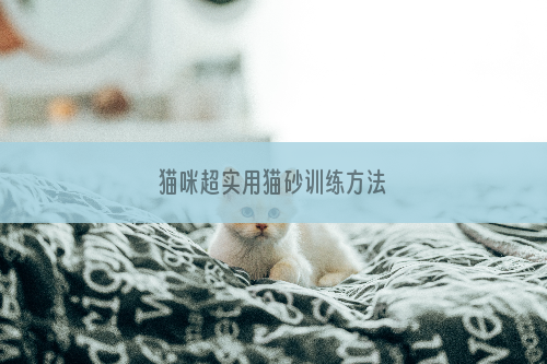 猫咪超实用猫砂训练方法