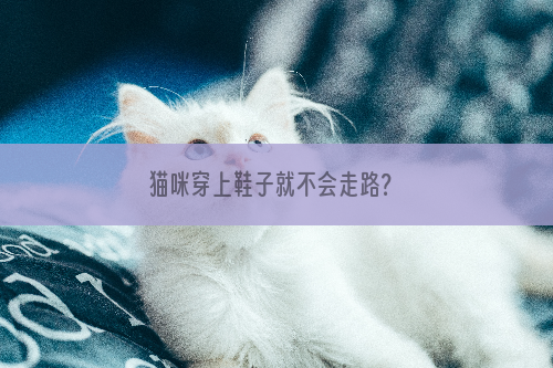 猫咪穿上鞋子就不会走路？