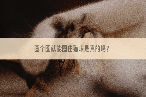 画个圈就能圈住猫咪是真的吗？