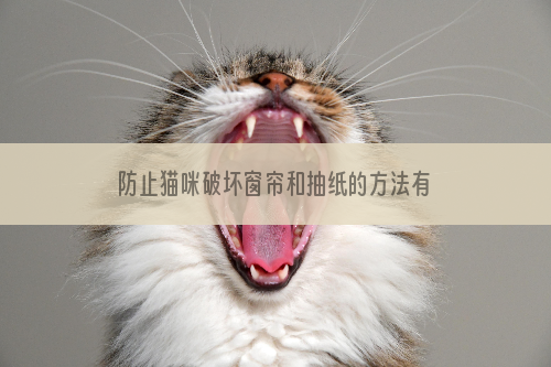 防止猫咪破坏窗帘和抽纸的方法有哪些？