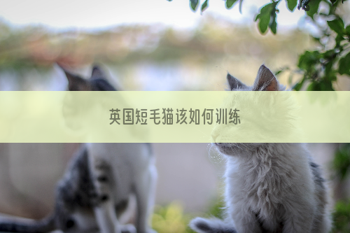 英国短毛猫该如何训练