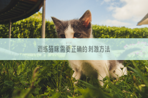 训练猫咪需要正确的刺激方法