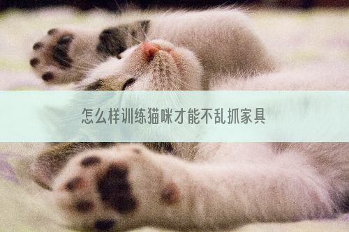 怎么样训练猫咪才能不乱抓家具