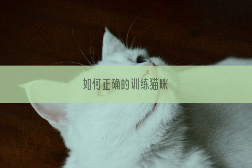 如何正确的训练猫咪