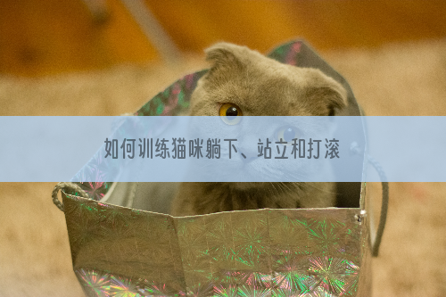 如何训练猫咪躺下、站立和打滚