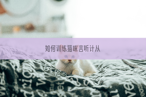 如何训练猫咪言听计从