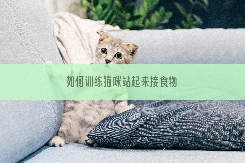 如何训练猫咪站起来接食物
