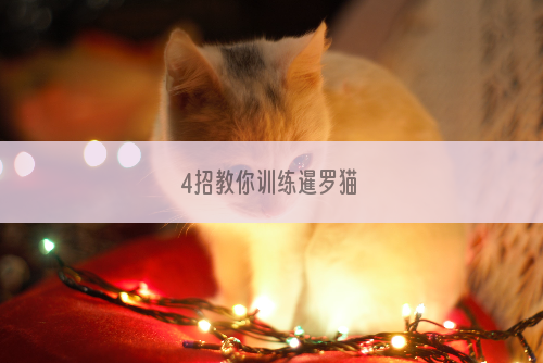 4招教你训练暹罗猫