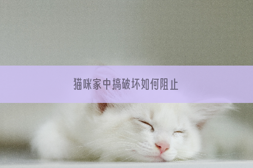 猫咪家中搞破坏如何阻止