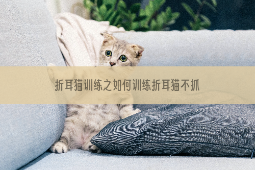 折耳猫训练之如何训练折耳猫不抓家具