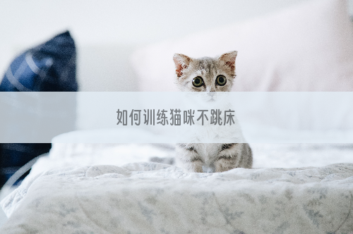 如何训练猫咪不跳床