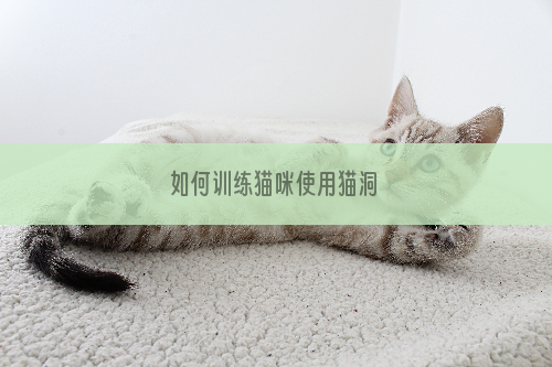 如何训练猫咪使用猫洞