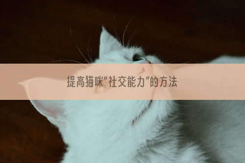 提高猫咪“社交能力”的方法