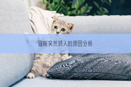 猫咪突然抓人的原因分析