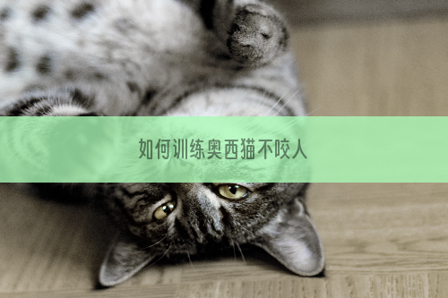 如何训练奥西猫不咬人