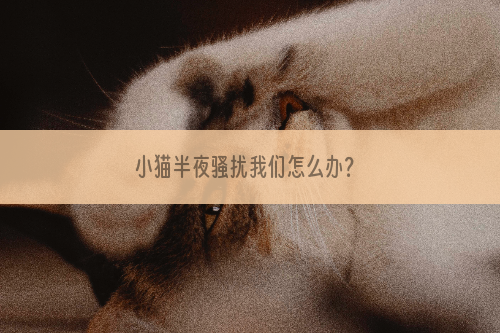 小猫半夜骚扰我们怎么办？