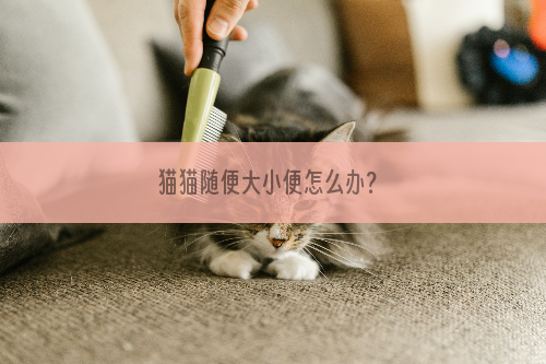 猫猫随便大小便怎么办？