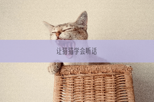 让猫猫学会听话