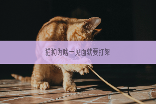 猫狗为啥一见面就要打架