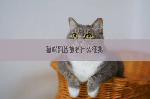 猫咪翻脸前有什么征兆