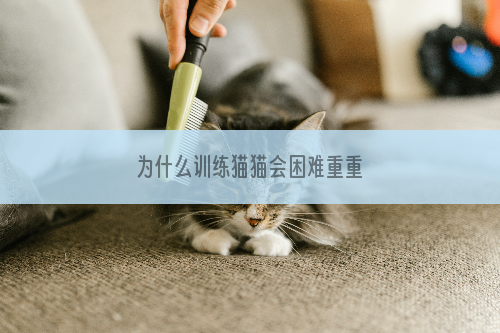 为什么训练猫猫会困难重重