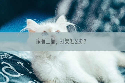 家有二猫，打架怎么办？