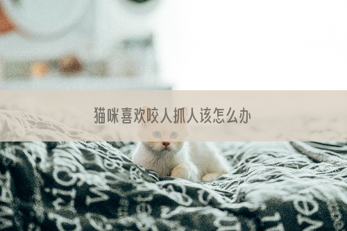 猫咪喜欢咬人抓人该怎么办