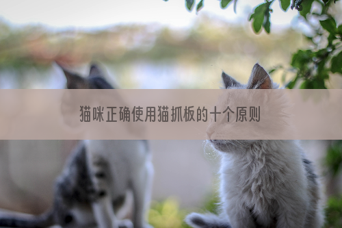 猫咪正确使用猫抓板的十个原则