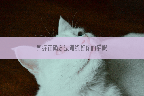 掌握正确方法训练好你的猫咪