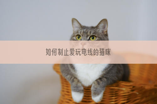 如何制止爱玩电线的猫咪