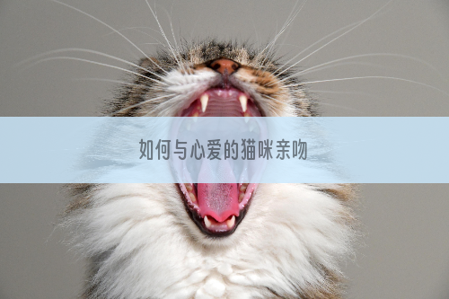 如何与心爱的猫咪亲吻