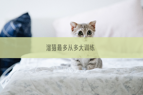 溜猫最多从多大训练 