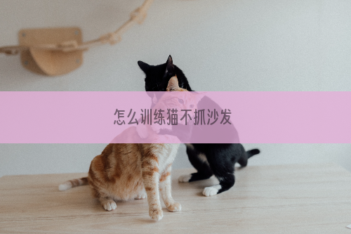 怎么训练猫不抓沙发 