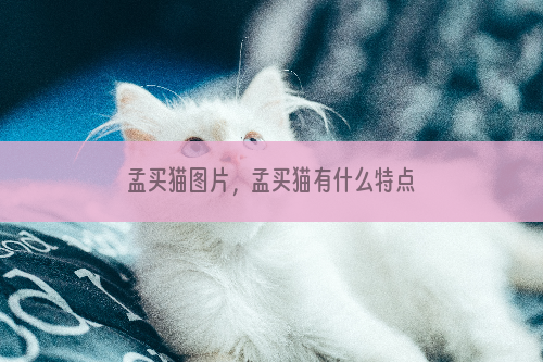 孟买猫图片，孟买猫有什么特点