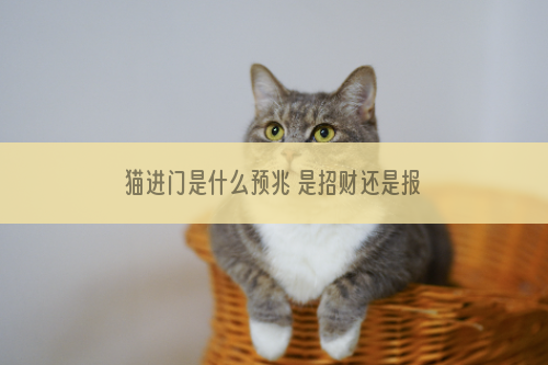 猫进门是什么预兆 是招财还是报丧？