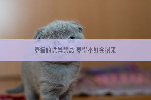 养猫的诡异禁忌 养得不好会招来鬼魂？