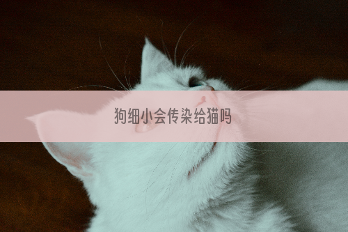 狗细小会传染给猫吗