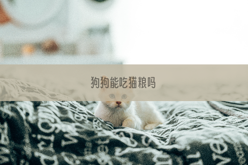 狗狗能吃猫粮吗