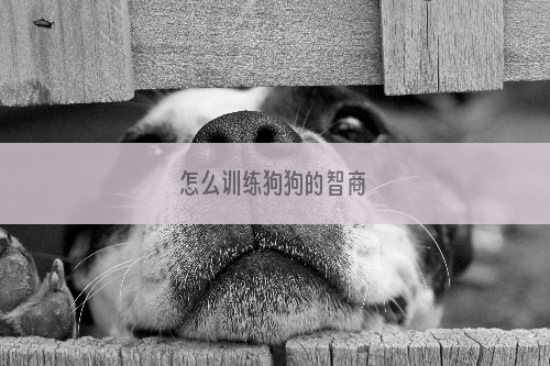 怎么训练狗狗的智商 