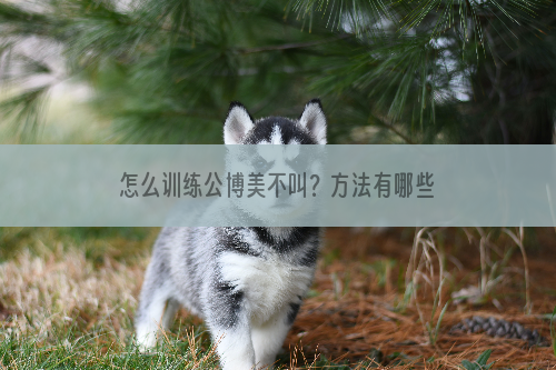 怎么训练公博美不叫？方法有哪些？