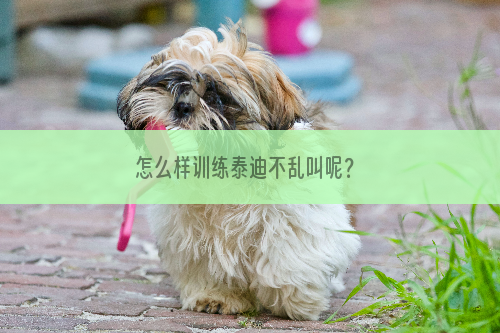 怎么样训练泰迪不乱叫呢？