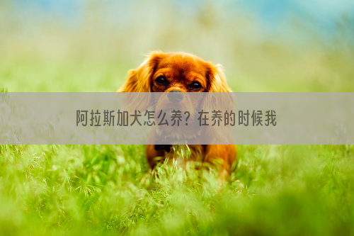 阿拉斯加犬怎么养？在养的时候我们需要注意哪些问题？ 